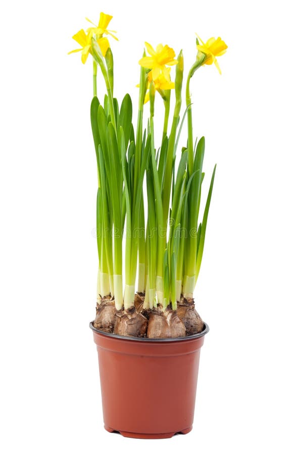 Daffodil and Bulb Growth Metaphor Stock Image - Image of underneath ...
