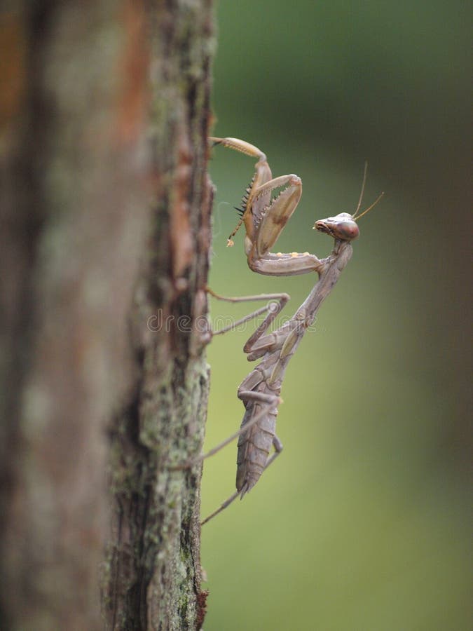 A brown praying mantis royalty free stock photo