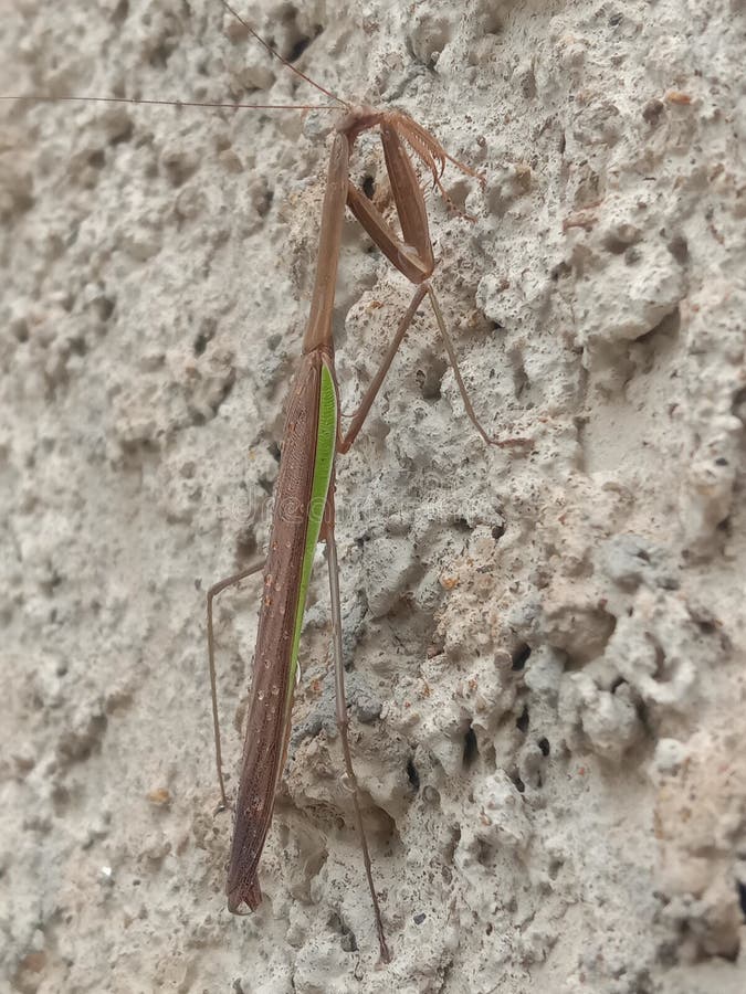 Brown Praying Mantis Camouflaged on Rough Concrete Wall royalty free stock photo