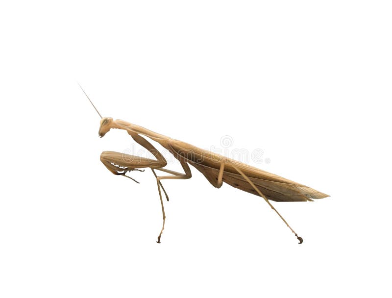 Brown praying mantis royalty free stock image