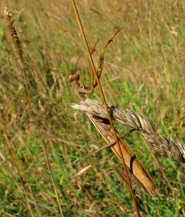 A brown praying mantis on a long stem plant in early summer in Ottawa, Canada stock image