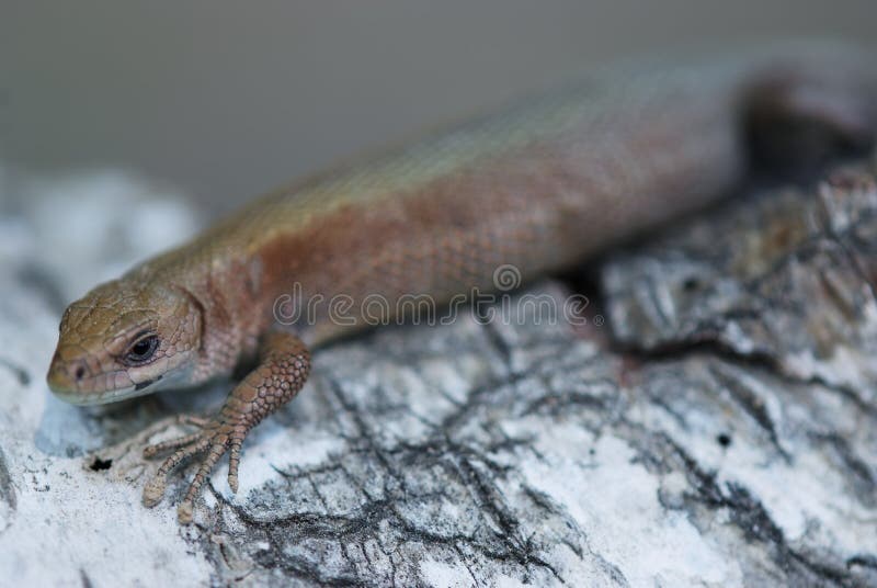 Brown pregnant lizard stock image. Image of organism 27251211