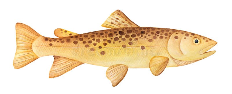 One single fish, side view swimming, horizontal. Handdrawn water color painting on white background, cutout clipart element for design decoration. One single fish, side view swimming, horizontal. Handdrawn water color painting on white background, cutout clipart element for design decoration.