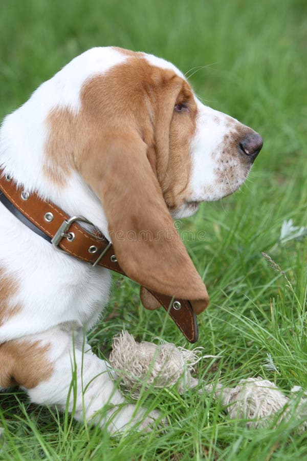 Brown puppy Basset Hound stock photo. Image of hound, trained 5206680