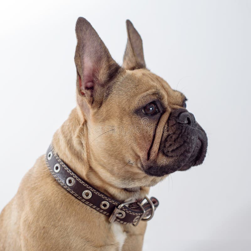 Brown Puppy Of French Bulldog Stock Photo Image of doggy
