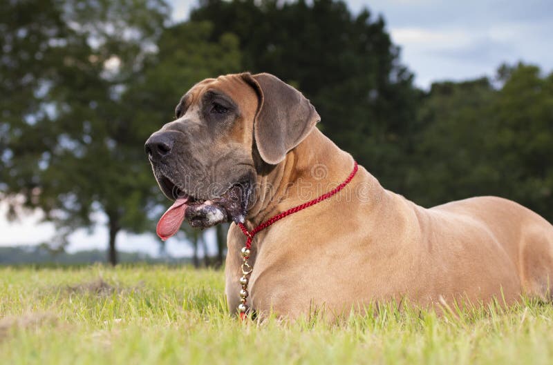 Brown purebred Great Dane stock image. Image of hair 161099455