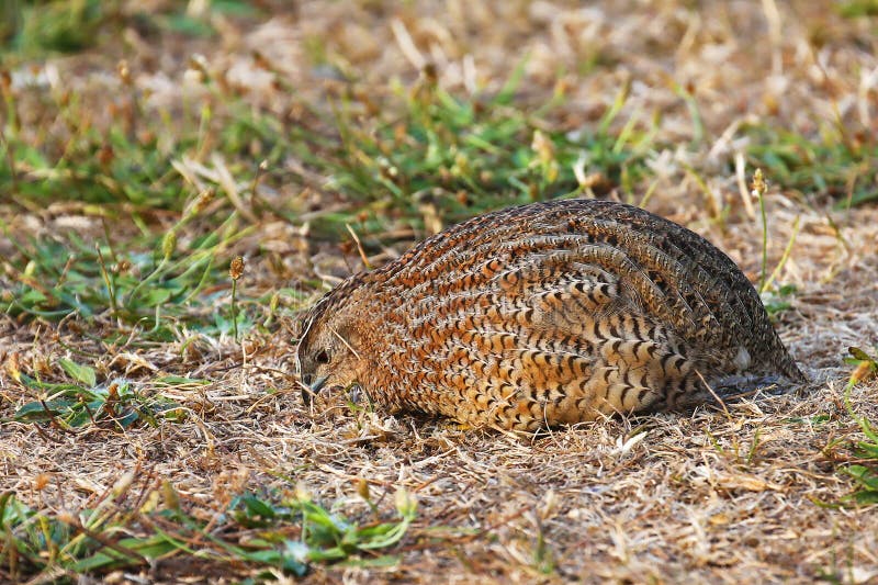 Brown quail feeding on ground, New Zealand
