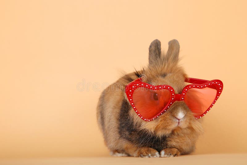 Rabbit with glasses stock image. Image of hare, farm 118265417
