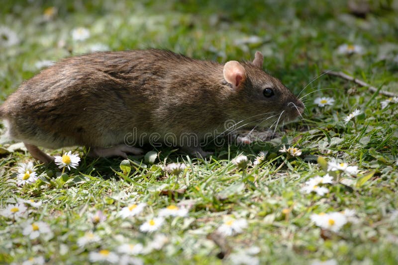 103 Wharf Rat Stock Photos - Free & Royalty-Free Stock Photos from Dreamstime 103 Wharf Rat Stock Photos - Free & Royalty-Free Stock Photos from Dreamstime