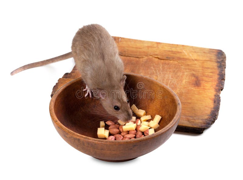 Fancy Rat (Rattus Norvegicus) Eating Peanuts from Plate Stock Image