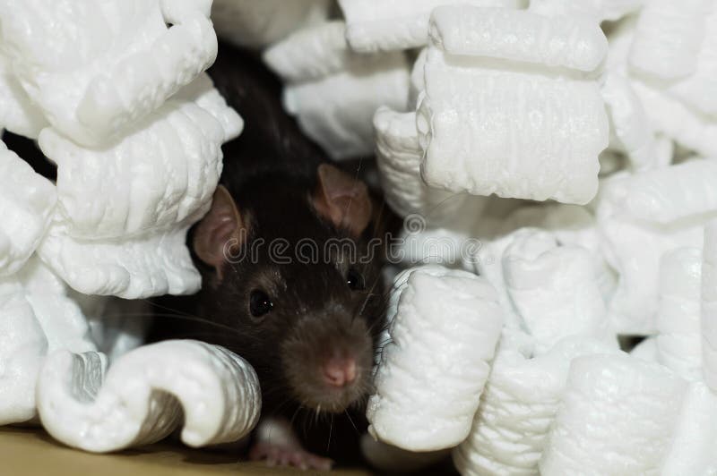 Brown Rat in Packing Peanuts Stock Image Image of peanuts, styrofoam