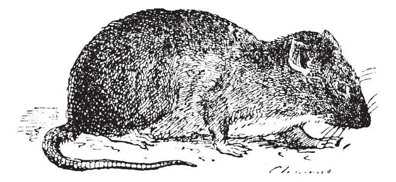 Серая крыса направление эволюции. Rat Rattus norvegicus рисунок. Канализационная крыса рисунок. Крыса вектор. The Gray rat Rattus norvegicus рисунок.