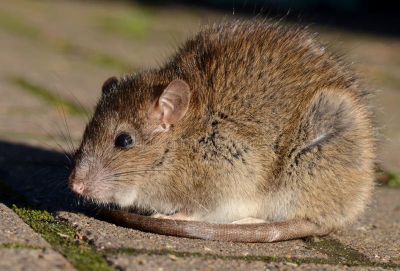 An adult brown rat (Common sewer rat). An adult brown rat (Common sewer rat)
