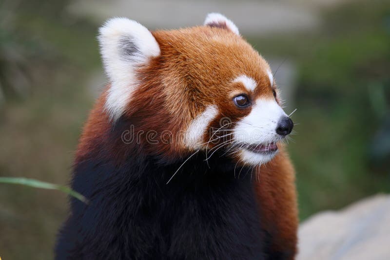 144+ Thousand Cute Panda Royalty-Free Images, Stock Photos