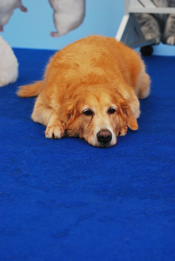 Brown Retriever Dog stock image. Image of bark, brown 28869929