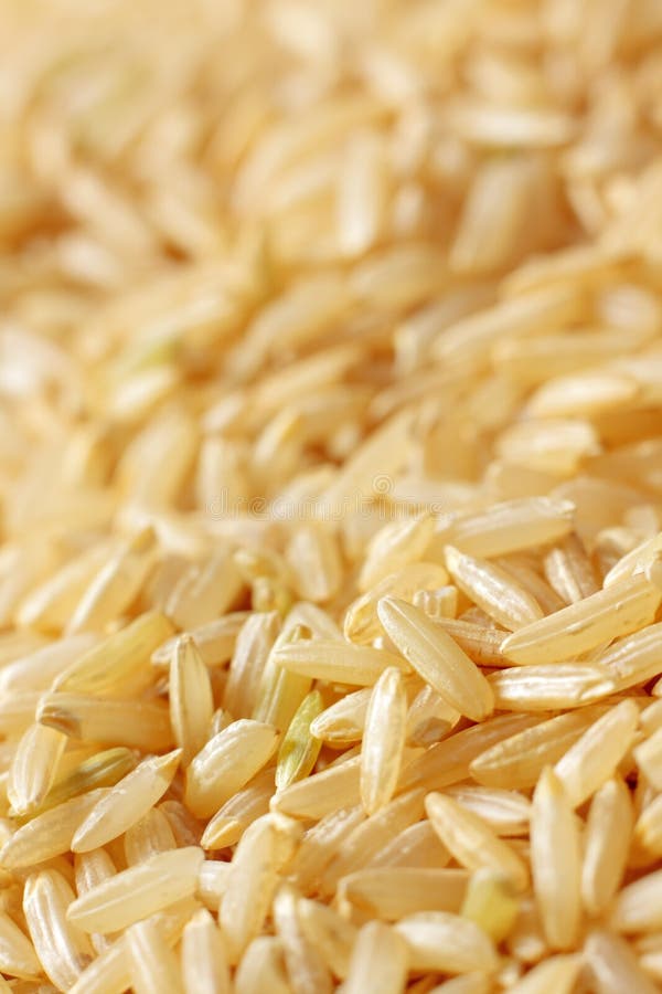 Brown rice grains stock photo. Image of focus, grain 16414184