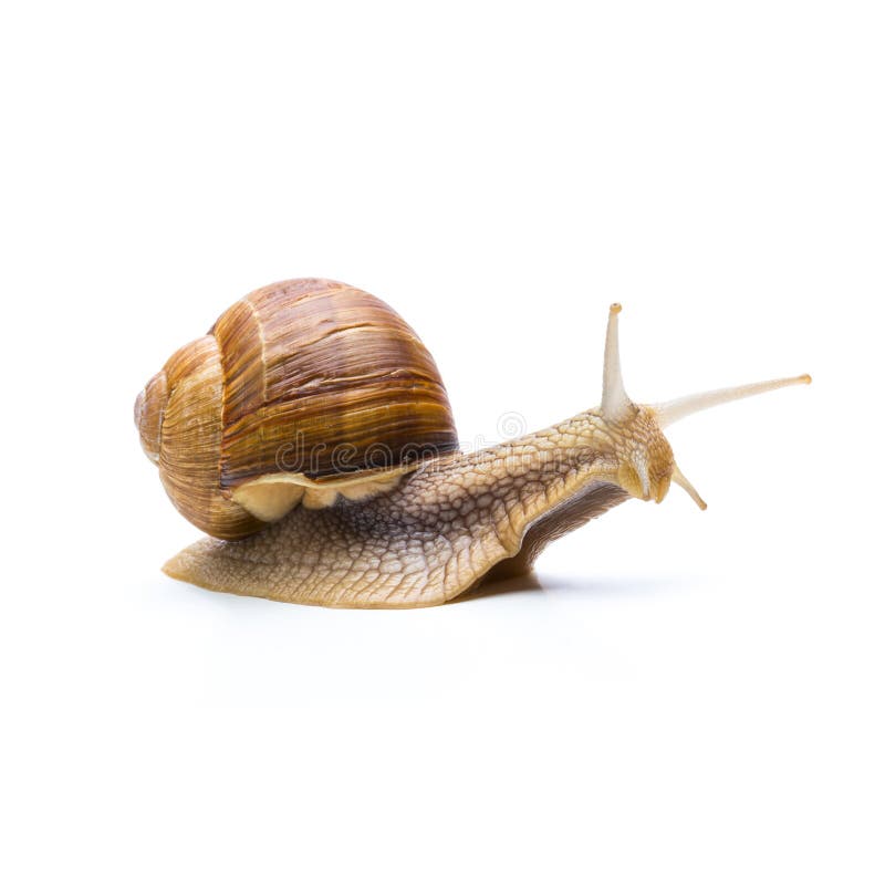 A brown roman snail isolated on white background. Taken in Studio with a 5D mark III. A brown roman snail isolated on white background. Taken in Studio with a 5D mark III