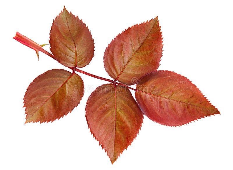 Brown rose leaves stock image. Image of leave, brown 40540141