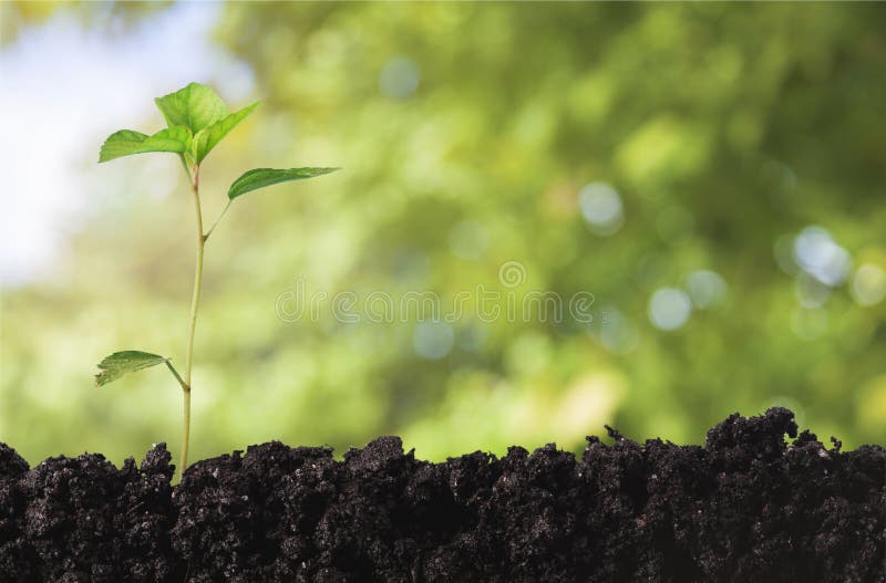 brown räknad dagjord som miljölövverk går den gående gröna treen för text för slogan för ordstäv för kramnaturuttryck royaltyfri foto brown räknad dagjord som miljölövverk går den gående gröna treen för text för slogan för ordstäv för kramnaturuttryck royaltyfri foto