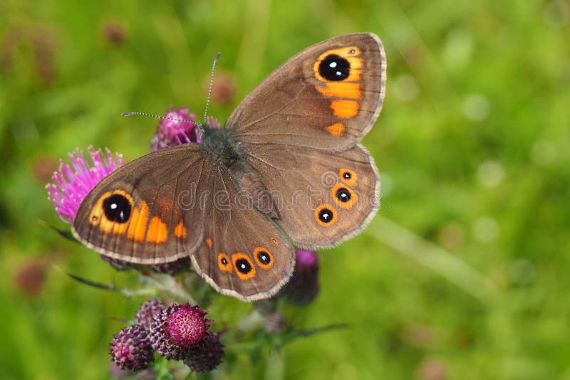 Brown satyrinae on the meadow