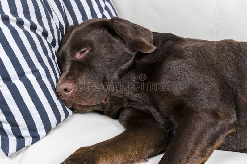 Brown-Schokoladenlabrador retriever-Hund schläft auf Sofa mit Kissen Schlafen auf der Couch Junges nettes entzückendes müdes Labr stockfoto Brown-Schokoladenlabrador retriever-Hund schläft auf Sofa mit Kissen Schlafen auf der Couch Junges nettes entzückendes müdes Labr stockfoto