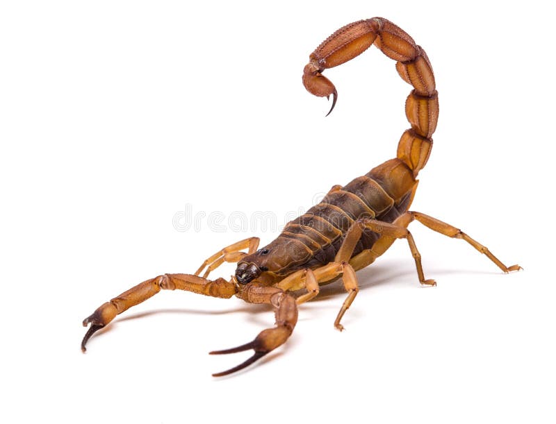 brown scorpion front white background 30237652