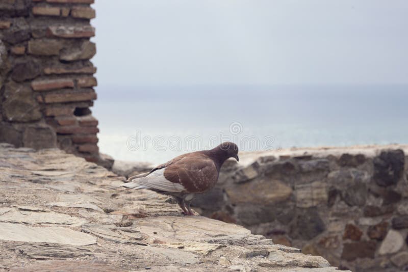 Brown se zambulló en el fondo de la pared del mismo color de la fortaleza Gibralfaro, Málaga imágenes de archivo libres de regalías Brown se zambulló en el fondo de la pared del mismo color de la fortaleza Gibralfaro, Málaga imágenes de archivo libres de regalías