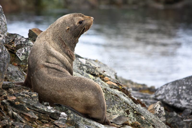 Brown fur seal stock image. Image of remote, mammals 31161019