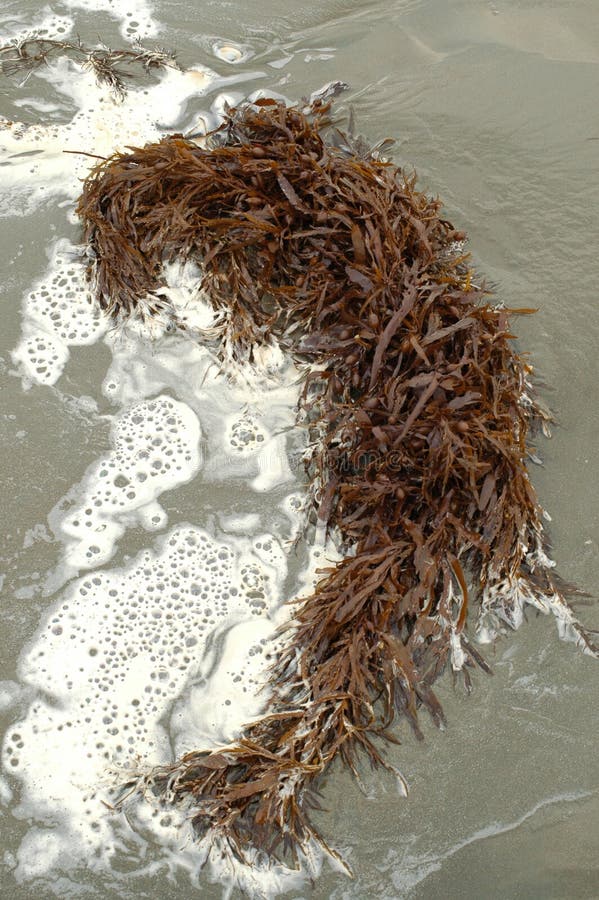 Brown seaweed on beach