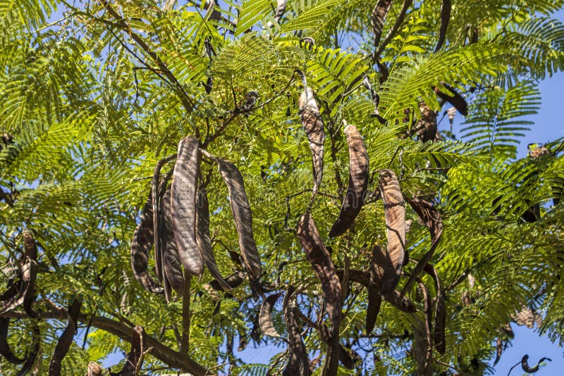 Brown Seed Pods among Green Leaves Stock Image Image of blue, front