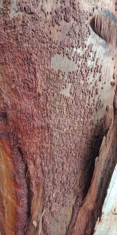 Brown shade wood texture of the tree surface. nature background wallpaper, stock photo Brown shade wood texture of the tree surface. nature background wallpaper, stock photo