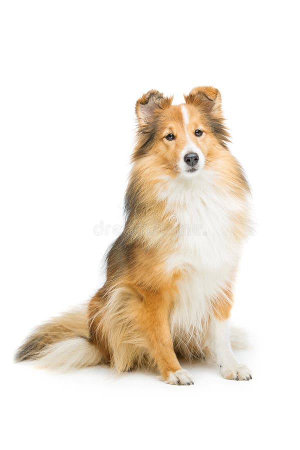 white pine shelties