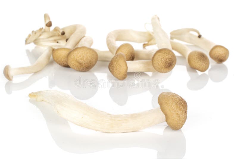 Brown Shimeji Mushroom Isolated on White Stock Photo Image of focus