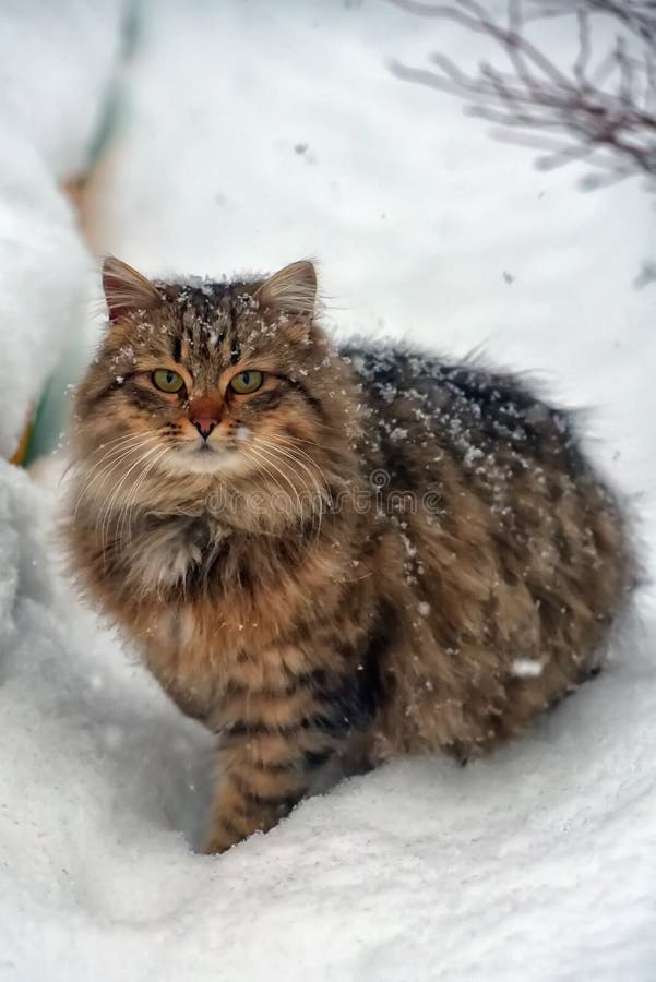 Siberian Cat in the Snow Outdoors in Winter Stock Photo Image of