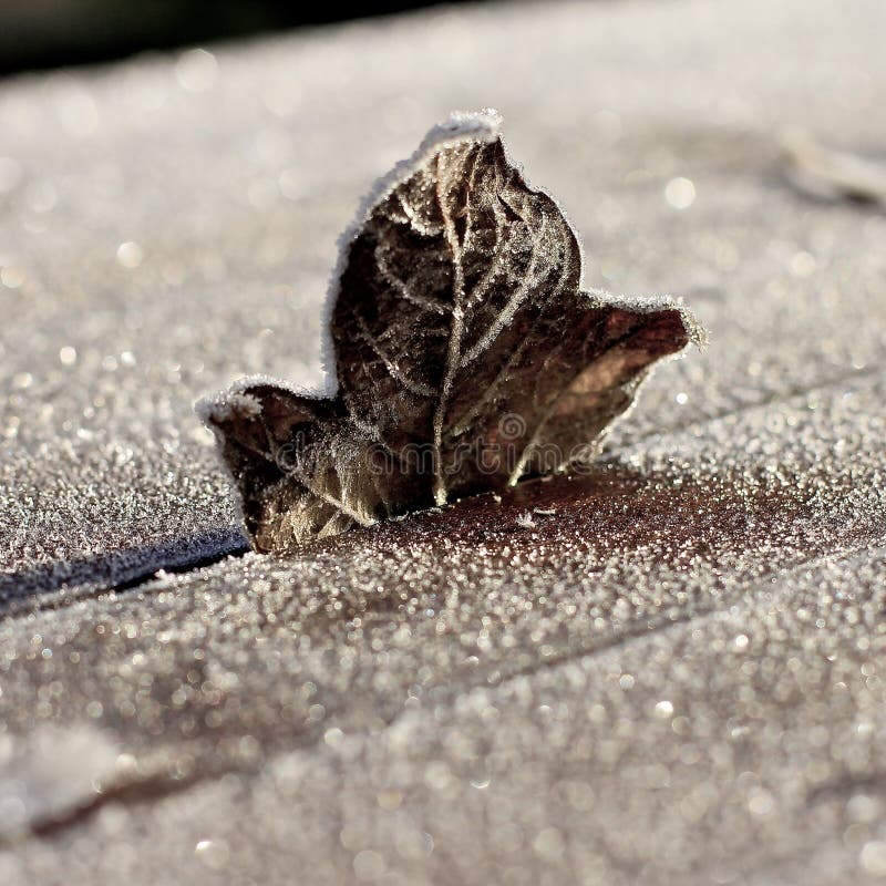 Brown Single Frosty Leaf Standing on Wooden Table