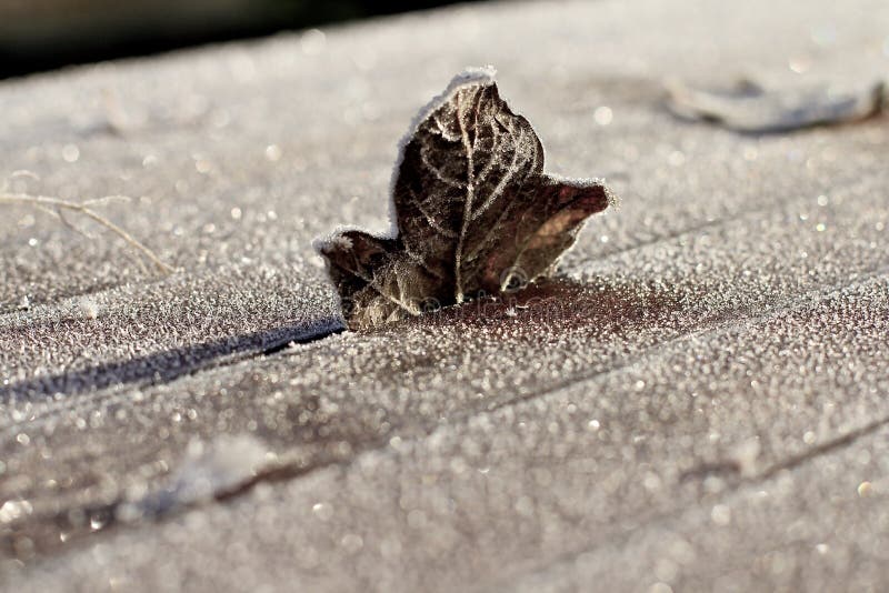 Brown Single Frosty Leaf Standing on Wooden Table