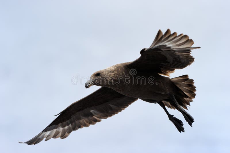 Brown Skua stock photography Brown Skua stock photography