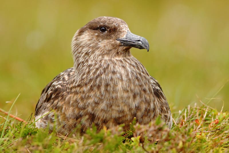 Brown skua, Catharacta antarctica, water bird sitting in the autumn grass, evening light, Norway stock photo Brown skua, Catharacta antarctica, water bird sitting in the autumn grass, evening light, Norway stock photo