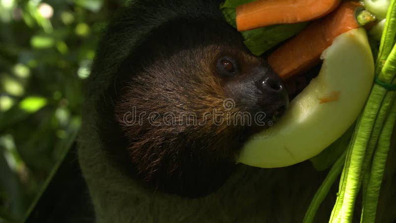 A sloth contentedly eating a bundle of fruit