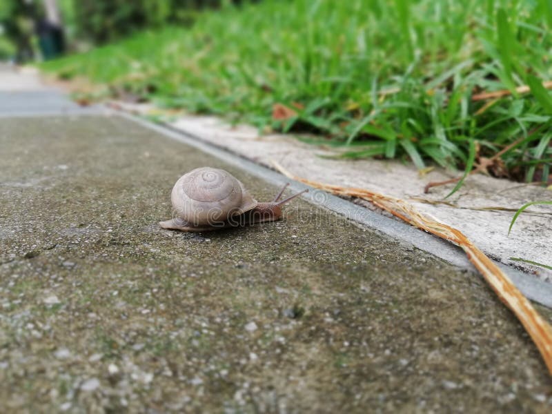 Brown snail with circular shell royalty free stock photo