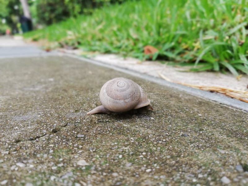 Brown snail with circular shell stock photography