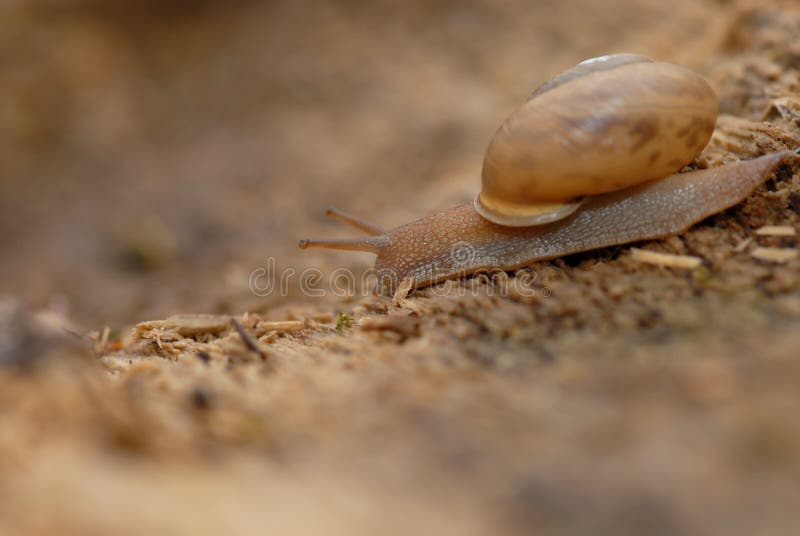 Brown Snail stock photo. Image of gastropod, environmental 98829166