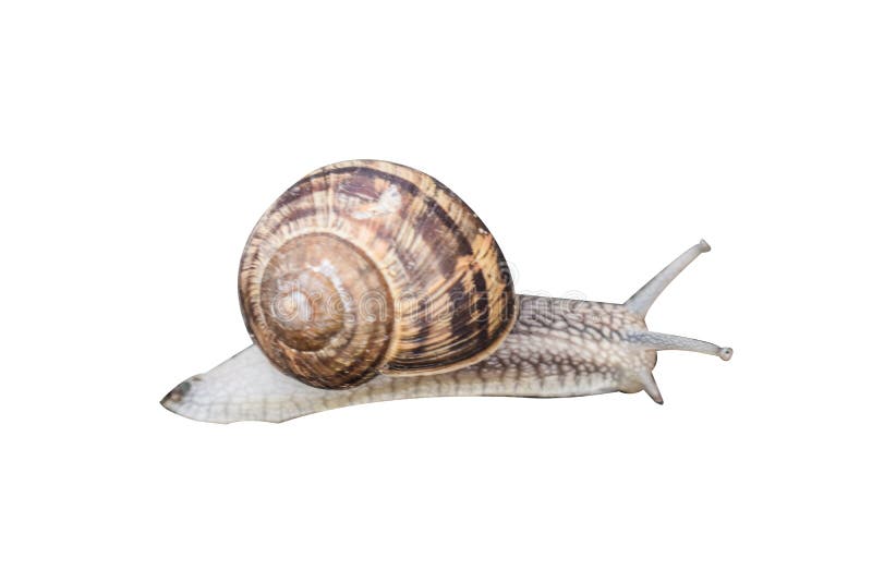 Brown snail with spiral shelter isolated on white background