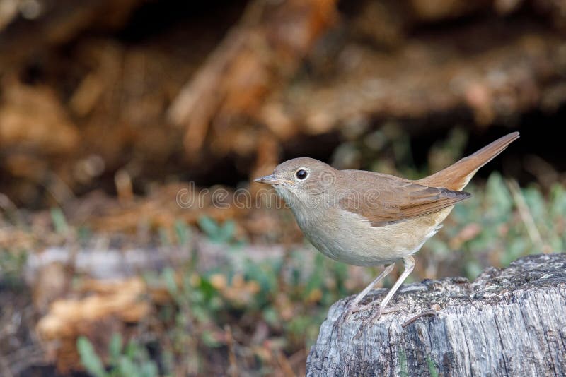 Brown Song Thrush Bird Perched by a Lake in a Park Stock Image - Image