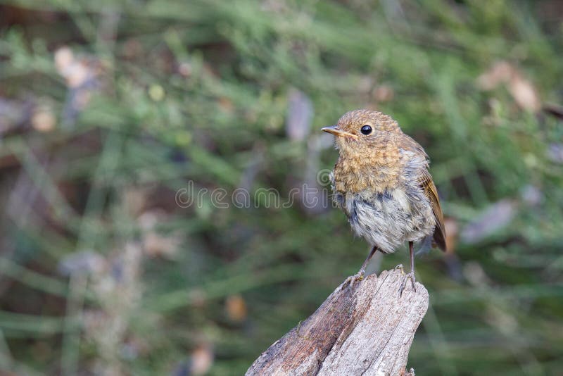 Brown Song Thrush Bird Perched By A Lake In A Park Stock Photo - Image