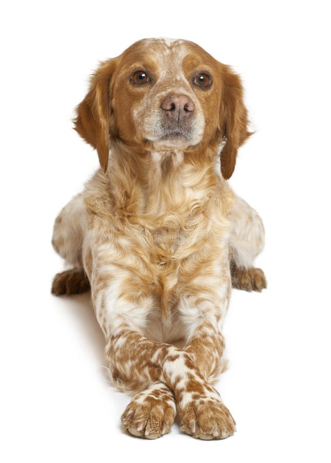 Brown speckled dog lying stock photo. Image of shot, isolated 26424302