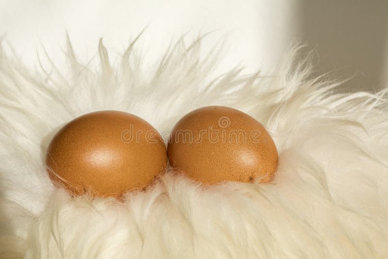 Brown Speckled Eggs White Fur Stock Photos Free & RoyaltyFree Stock