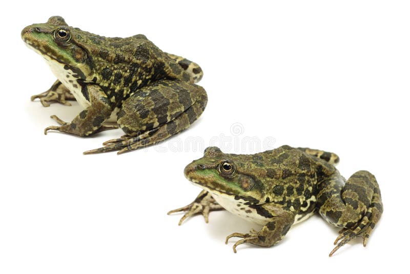 Brown spotted frog stock image. Image of amphibians, green - 44019753
