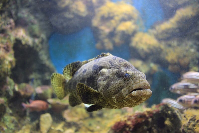 Brown spotted grouper stock image. Image of spotted, local 56218963