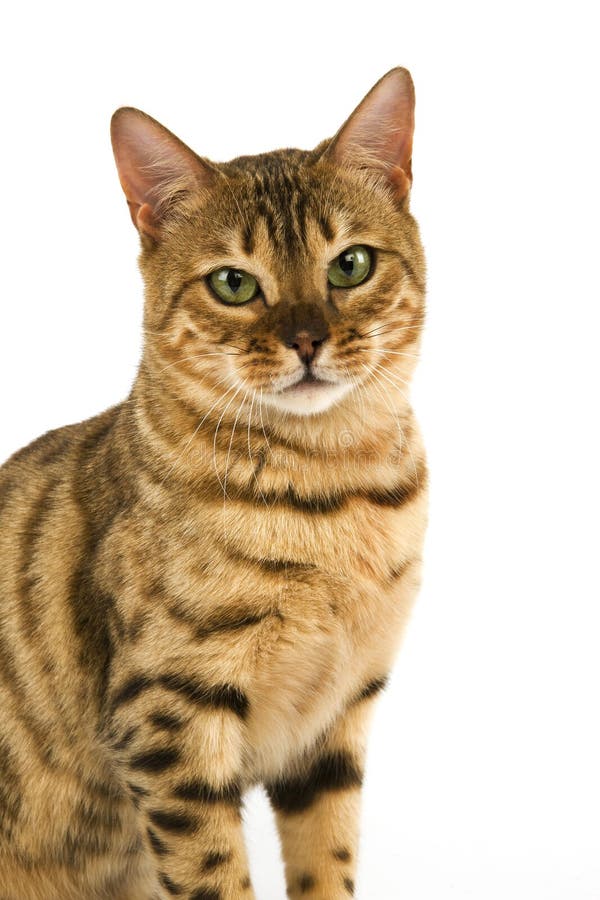 Brown Spotted Tabby and Brown Marbled Tabby Bengal Domestic Cat, Adults